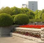 綠化養護_綠化養護供貨商_供應上海全年綠化養護管理公司、上海廣場綠化養護_綠化養護價格_上?？弟皥@林(晨蘇實業)