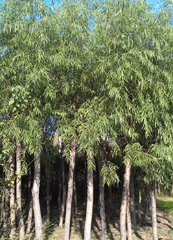 找河南開元園林生態(tài)實業(yè)的河南垂柳,潢川垂柳基地價格、圖片、詳情,上一比多_一比多產品庫