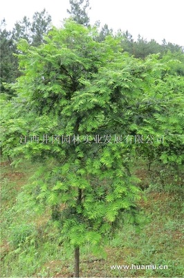 江西吉安紅豆杉_|江西井岡園林實(shí)業(yè)發(fā)展供應(yīng)江西吉安紅豆杉