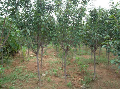 河南開元園林生態(tài)實(shí)業(yè)