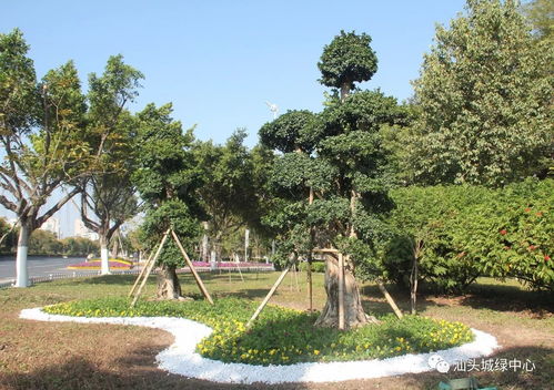 推動 創(chuàng)文強(qiáng)管 ,打造精品園林