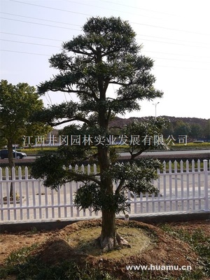 【日本造型羅漢松LHS008供應|精品苗木、工程苗木江西井岡園林實業發展商鋪