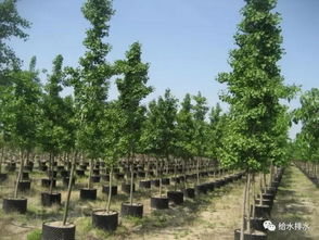 園林人想要什么樣的污泥 污泥處理產物和產品園林利用分析