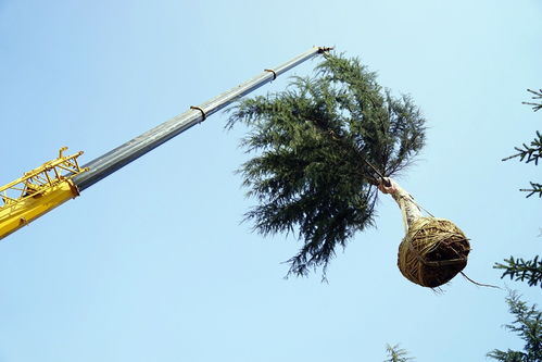 實業(yè)公司海奧園林公司多措并舉 為新機(jī)場建設(shè)添磚加瓦 &ndash;
