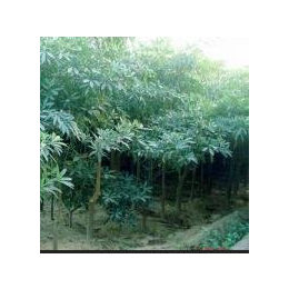 廣東華美霖園林實(shí)業(yè)