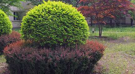 大葉黃楊球規(guī)格,大葉黃楊球種植,大葉黃楊球價格行情