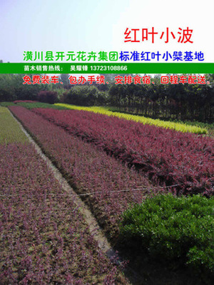 【紅葉小檗,紫葉小檗,紅葉小波,河南紅葉小檗,潢川紅葉小檗】價(jià)格,廠家,圖片,灌木,河南開元園林生態(tài)實(shí)業(yè)-