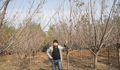 【日本櫻花,日本晚櫻,日本早櫻花基地】價格,廠家,圖片,喬木,河南開元園林生態實業-