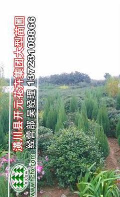 構骨苗與構骨球價格行情解析及園林實業銷售指南——聚焦冠幅80-120厘米構骨球